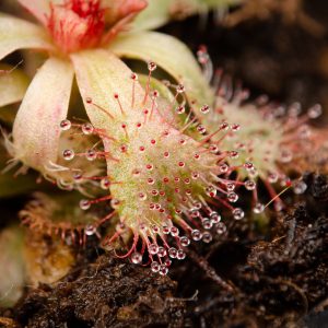 Drosera slackii