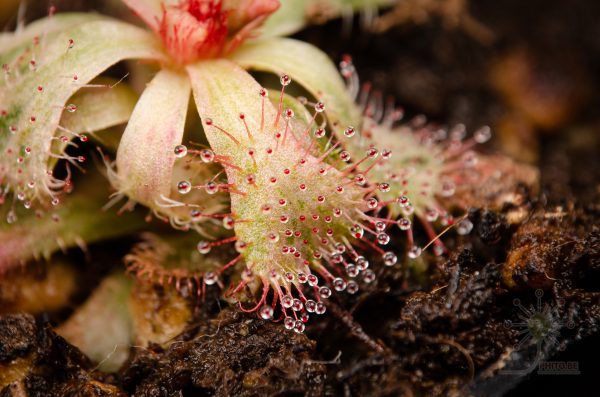 Drosera slackii - Image 2