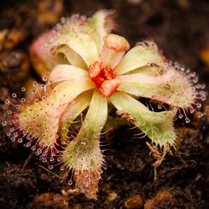 Drosera slackii