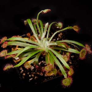 Drosera petiolaris hybrid #3