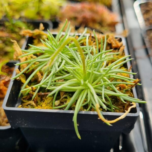 Stylidium desertorum