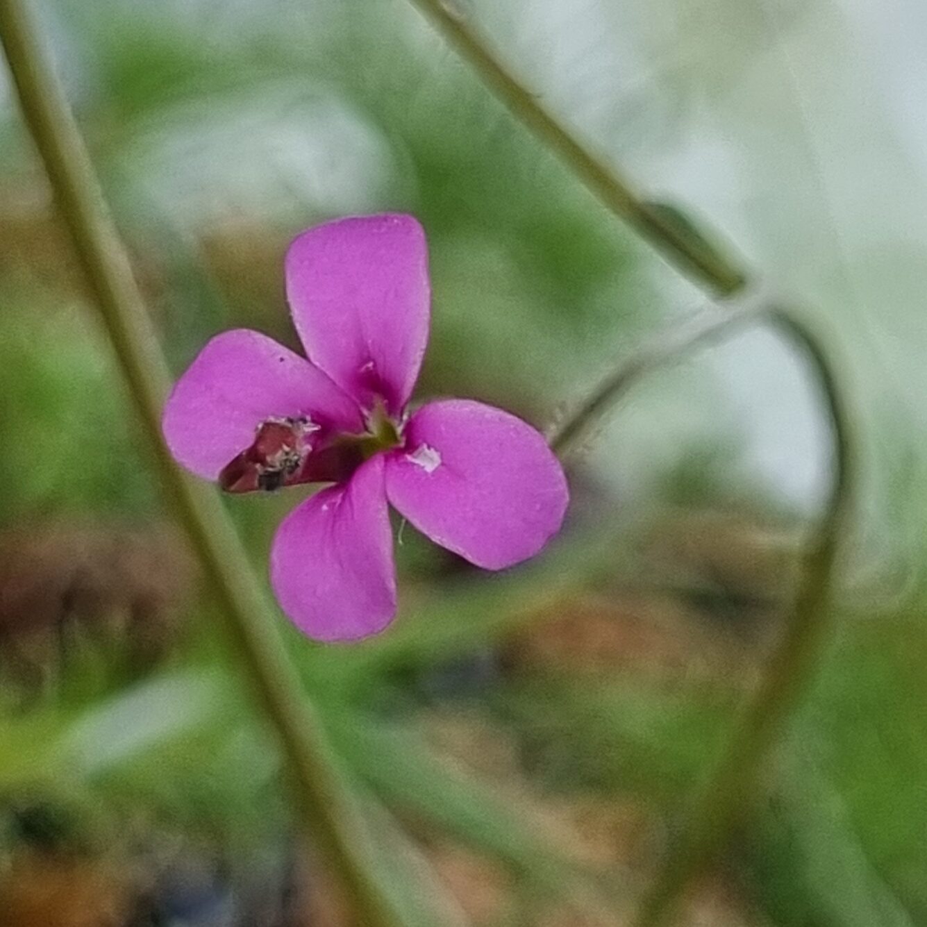 Stylidium desertorum
