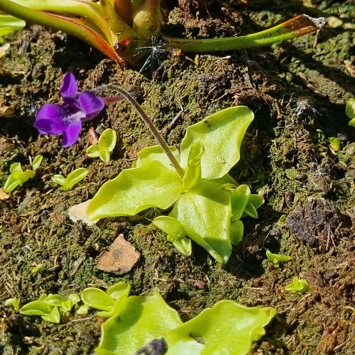 Pinguicula grandiflora