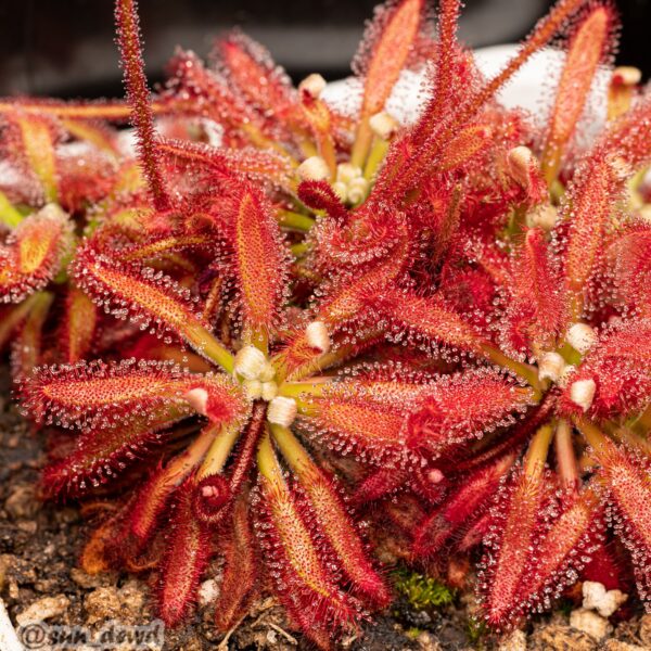 Drosera ascendens (TRUE SPECIES)