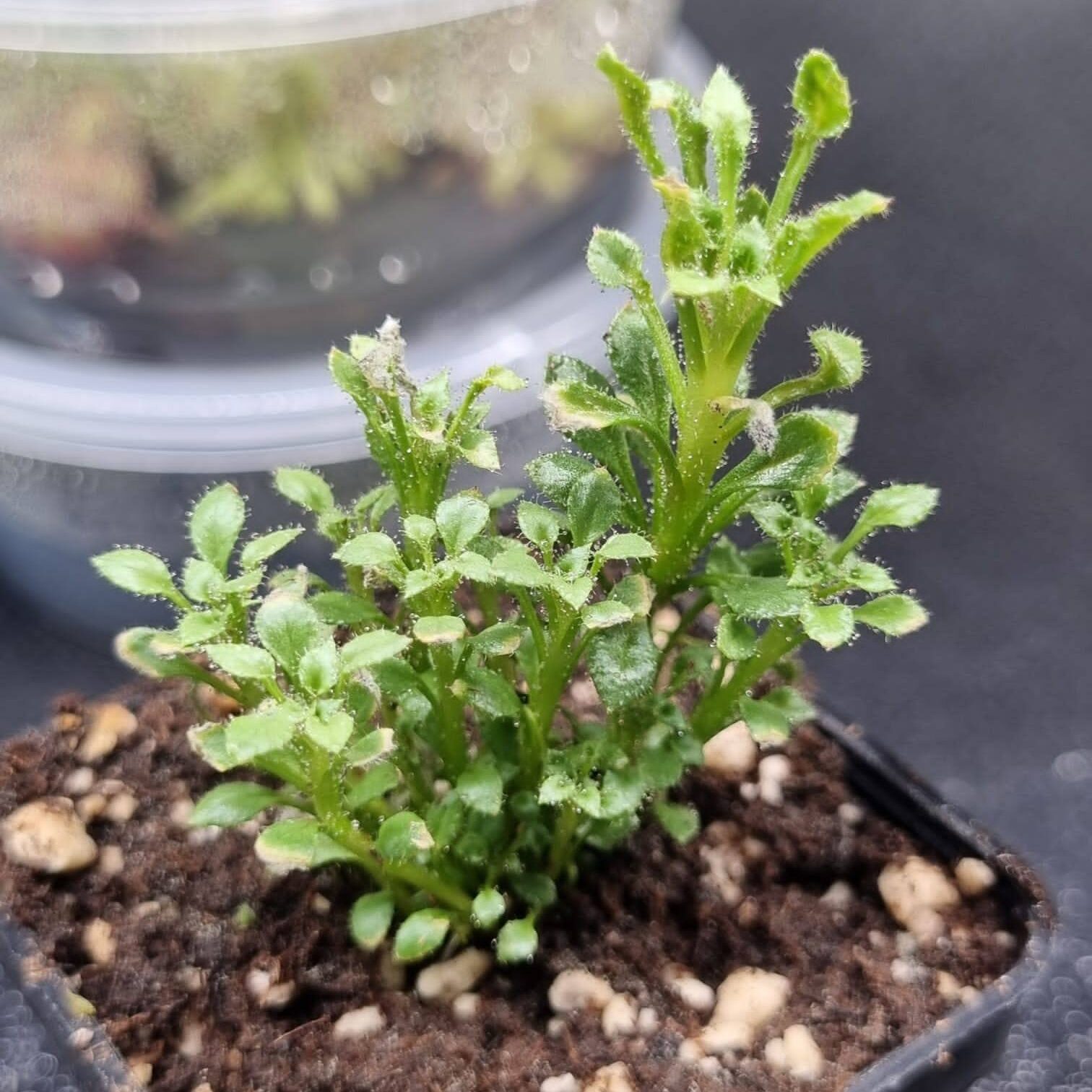 Stylidium pindanicum