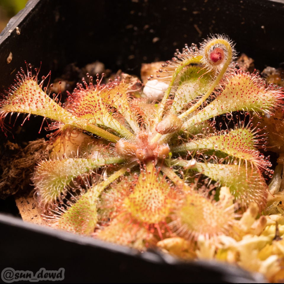 Drosera sp. K.