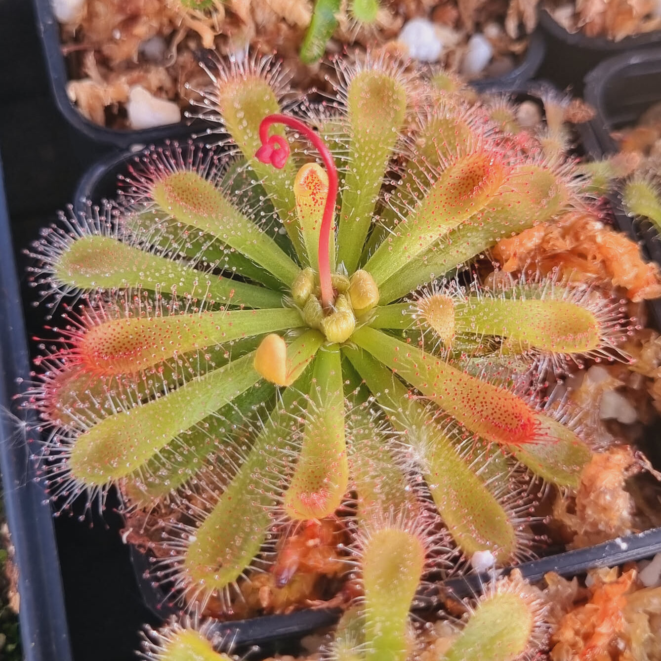 Drosera esterhuyseniae x ?